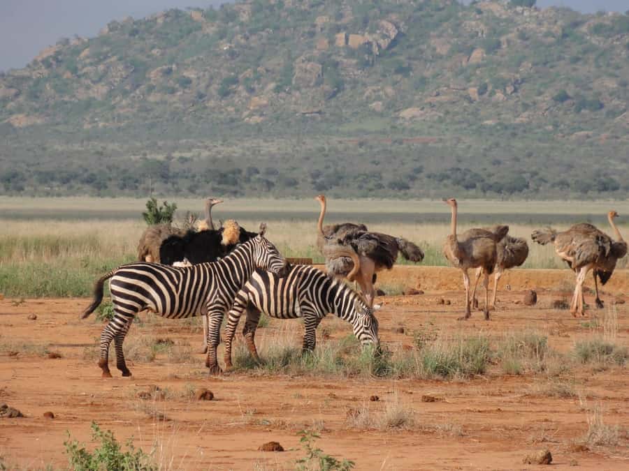 3 days 2 nights saltlick safari from diani/mombasa - The $1,065 price and what it covers