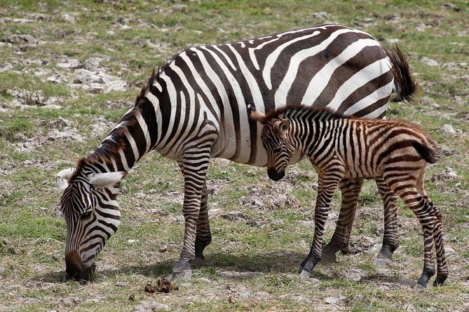 3 Days(2 nights) Tsavo East Tour & Saltlick (Cost based on minimum 2 persons) - Tsavo East wildlife and what you may see