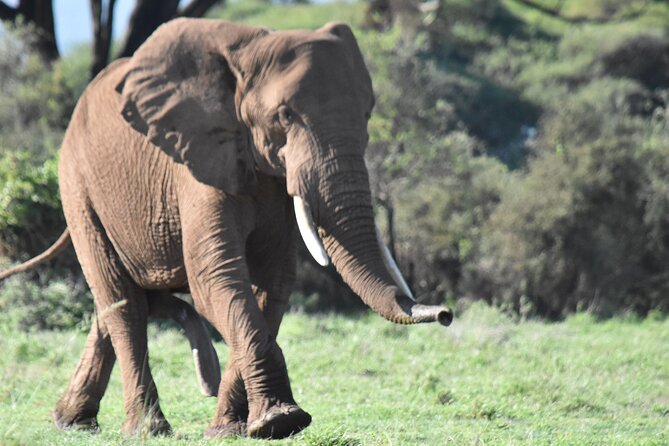 3 Days Gamedrive Safari In Masai Mara From Nairobi - Day two: the safari day that makes the trip worthwhile