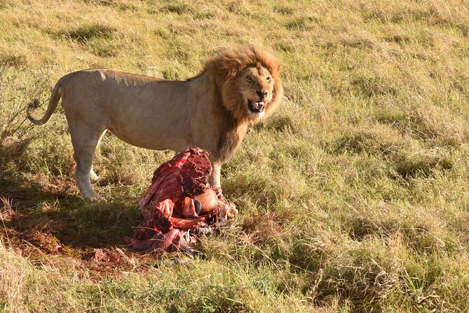 3 Days Gamedrive Safari In Masai Mara From Nairobi - Day three: an early drive and the long return