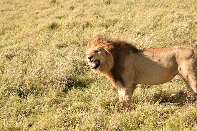 3 Days Gamedrive Safari In Masai Mara From Nairobi - Transport, group size, and daily pace