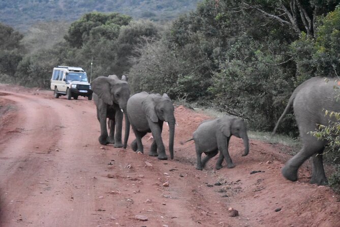 3 days group joining safari to Maasai Mara with a Land Cruiser Jeep - From Nairobi to the Mara in a Land Cruiser