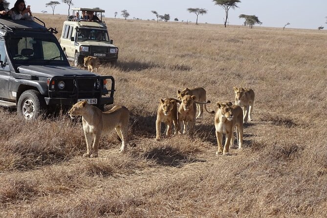 3 days group joining safari to Maasai Mara with a Land Cruiser Jeep - Who should book this Maasai Mara safari