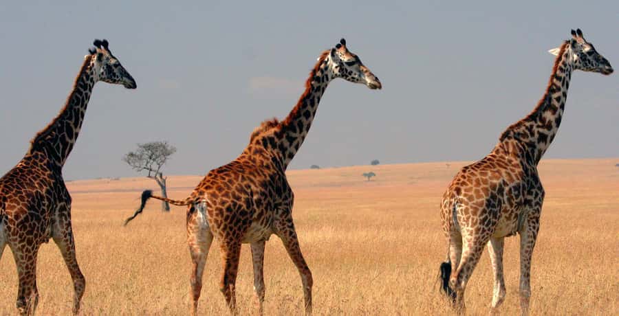3 days group safari to maasai mara with a 4x4 landcruiser - Key points to know before booking