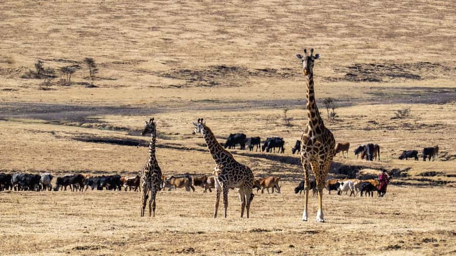 3 Days Maasai Mara Group Safari using a 4x4 Landcruiser - Day three: an early breakfast and the road back to Nairobi