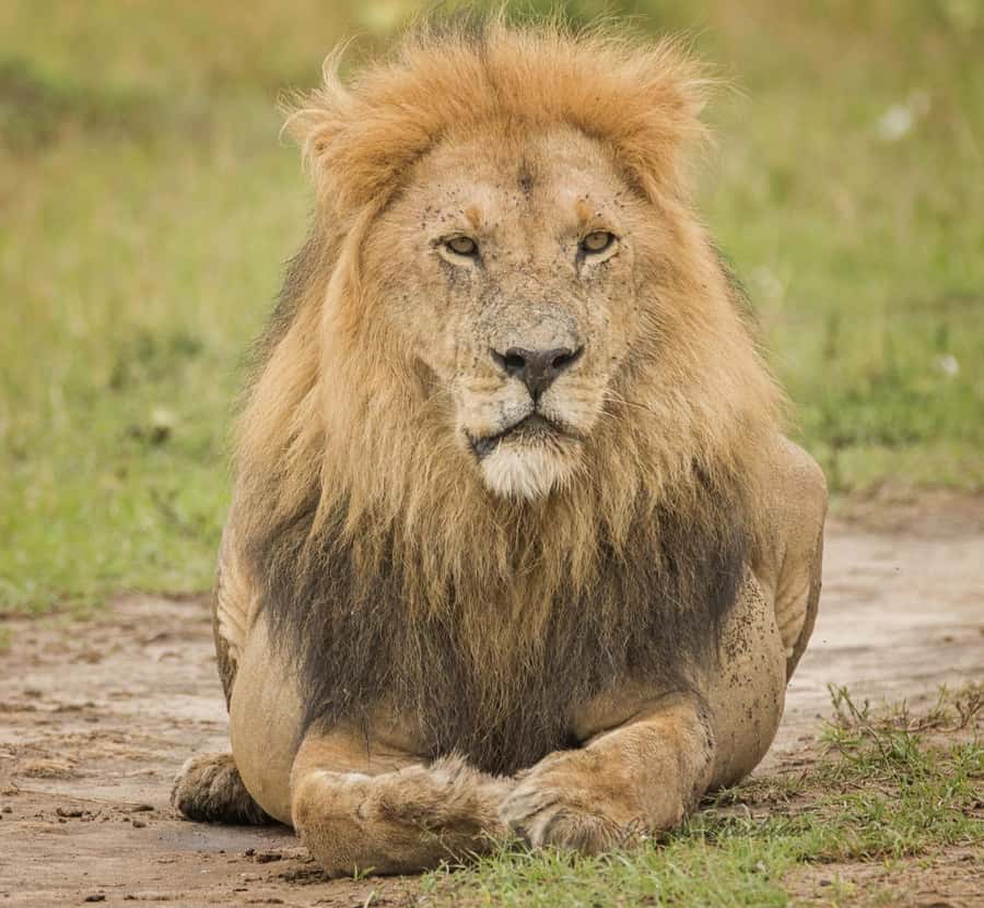 3 Days Maasai Mara Group Safari using a 4x4 Landcruiser - The price: attractive at first, but check the full total