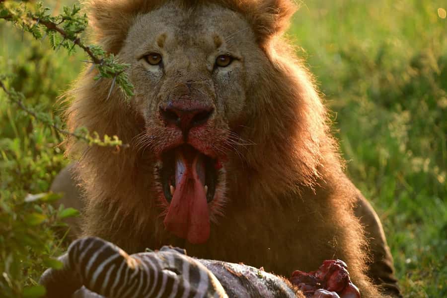 3 Days Maasai Mara Group Safari using a 4x4 Landcruiser - What the guides and vehicle add to the experience