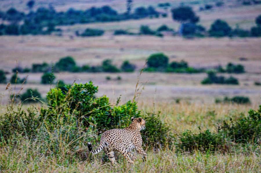 3 Days Maasai Mara Group Safari using a 4x4 Landcruiser - What to pack and what to expect