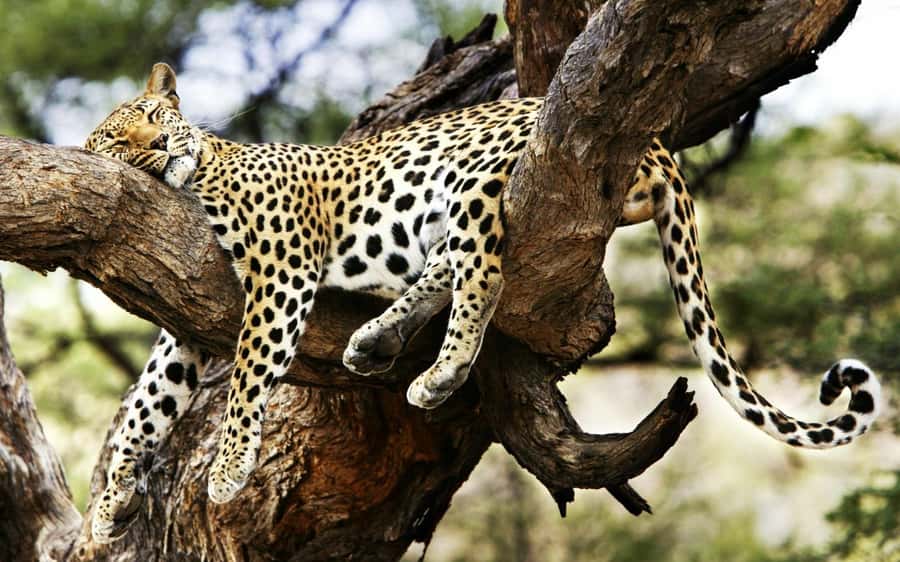 3 Days Maasai Mara Group Safari using a 4x4 Landcruiser - Who should book this Maasai Mara safari?
