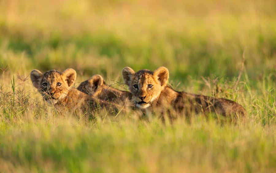 3 Days Maasai Mara Group Safari using a 4x4 Landcruiser - Day one: Nairobi, the Rift Valley, and your first Mara drive
