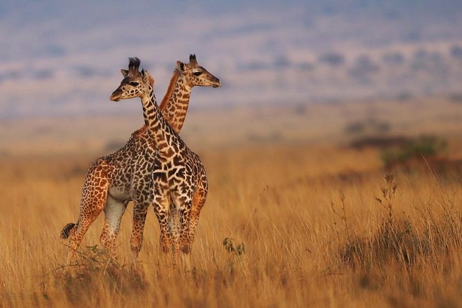 3 Days Maasai Mara Guided Safari from Nairobi - The camps: ensuite tents with uneven standards