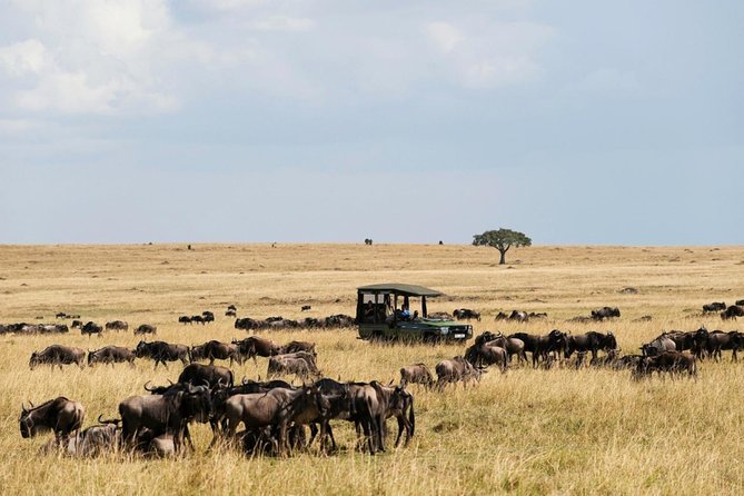3 Days Maasai Mara Guided Safari from Nairobi - Practical details that affect your decision