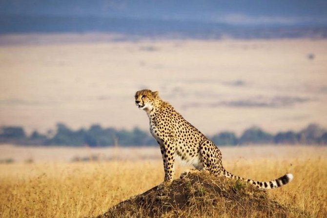 3 days Maasai Mara Luxury Safari - The vehicle question deserves attention