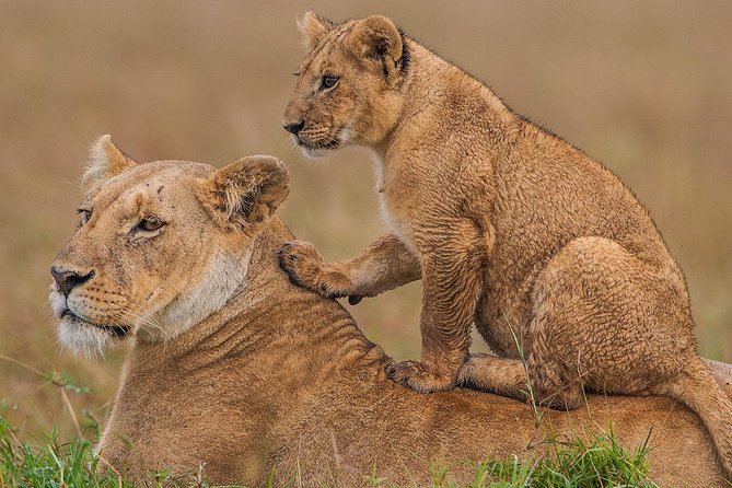 3 days Maasai Mara Luxury Safari - Day 1: Nairobi, the Rift Valley, and an afternoon in the Mara