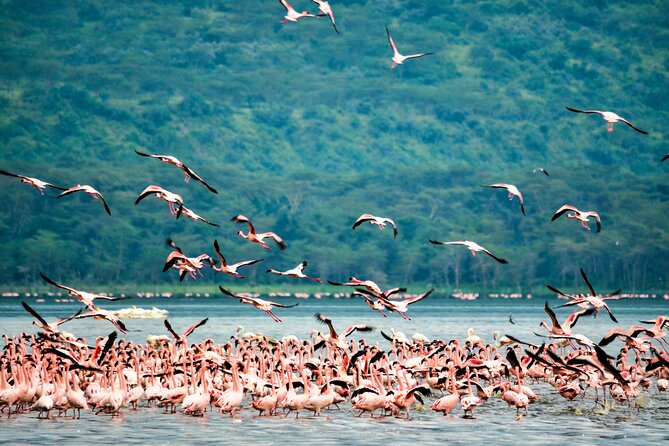 3 days maasai mara migration safari - Why three days works for Maasai Mara