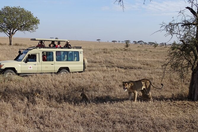 3 Days Maasai Mara Small Group Safari in a 4 x4 Land Cruiser Jeep - Arrival at camp and the first afternoon drive