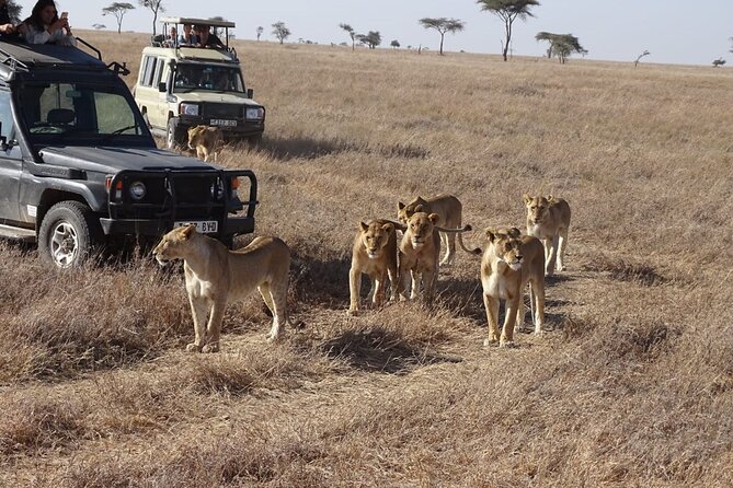 3 Days Maasai Mara Small Group Safari in a 4 x4 Land Cruiser Jeep - What the tented camp is like