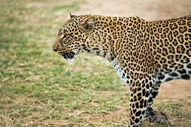 3 Days Maasai Mara Small Group Safari in a 4 x4 Land Cruiser Jeep - The return to Nairobi