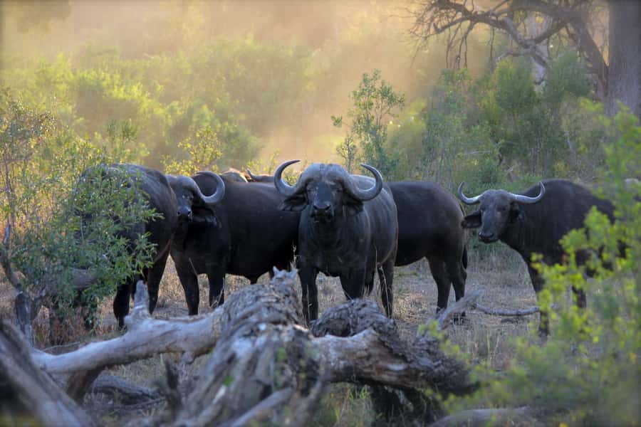 3 Days Maasai Mara Small Group Safari- Jambo Mara Lodge - Key points to know before booking