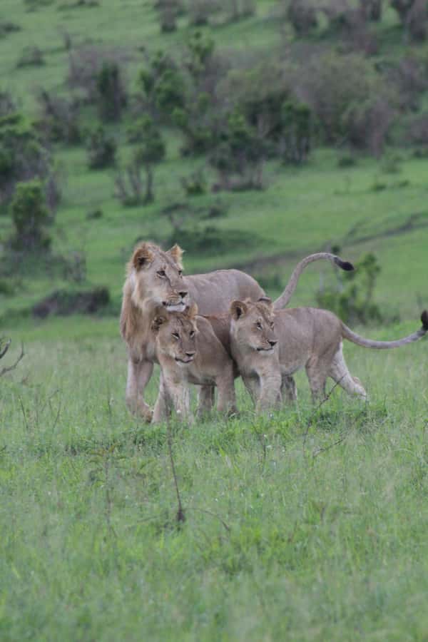 3 Days Maasai Mara Small Group Safari- Jambo Mara Lodge - What two nights at Jambo Mara Lodge are like