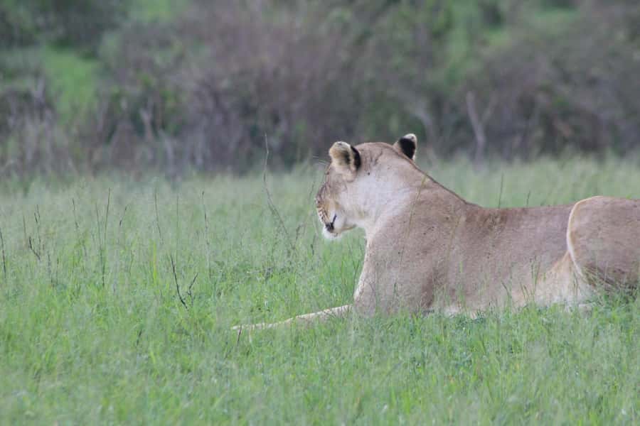 3 Days Maasai Mara Small Group Safari- Jambo Mara Lodge - What the $570 price really buys