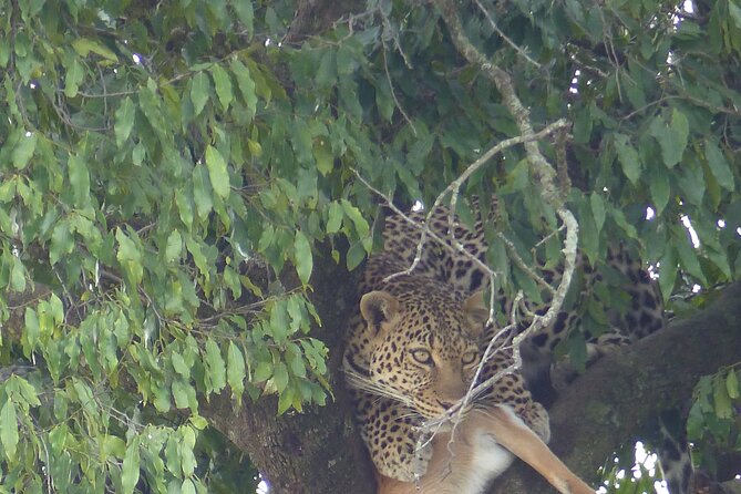 3 Days Magical Maasai Mara Private Tour - Why the private vehicle matters