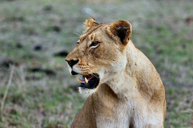3 Days Mara Jambo Shared Safari Adventure - Key points at a glance