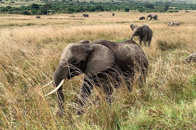 3 Days Mara Jambo Shared Safari Adventure - Who will get the most from this trip