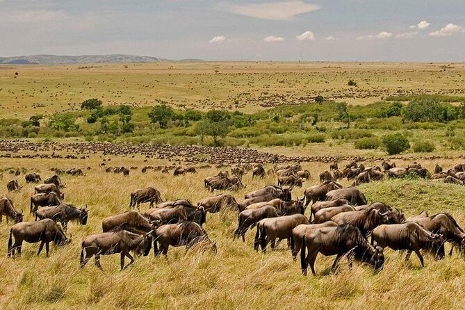 3 Days Mara Jambo Shared Safari Adventure - Day 1: arriving in Maasai Mara for the first game drive