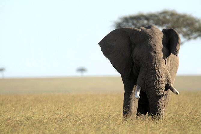 3-Days Masai Mara 4 x 4 Safari from Nairobi - Early wildlife, breakfast, and the drive back