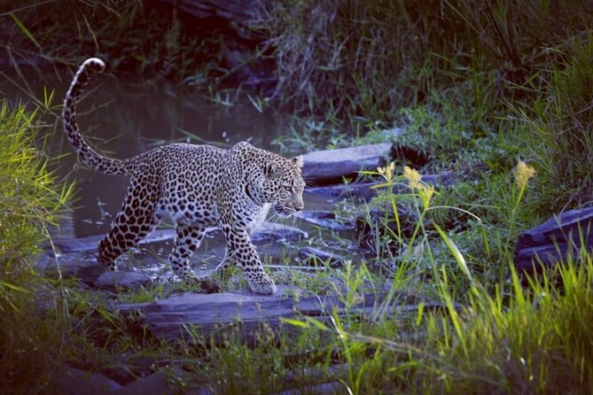 3-Days Masai Mara 4 x 4 Safari from Nairobi - The guide can shape the whole safari