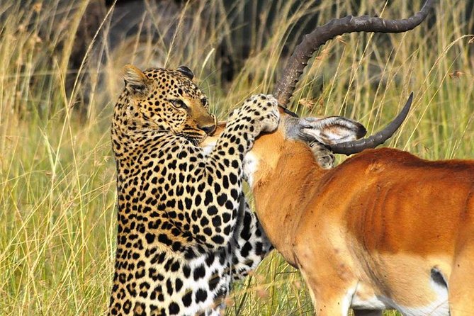3-Days Masai Mara 4 x 4 Safari from Nairobi - Comfort, fitness, and family considerations