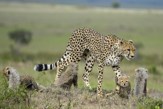 3-Days Masai Mara 4 x 4 Safari from Nairobi - Eight hours among Mara wildlife
