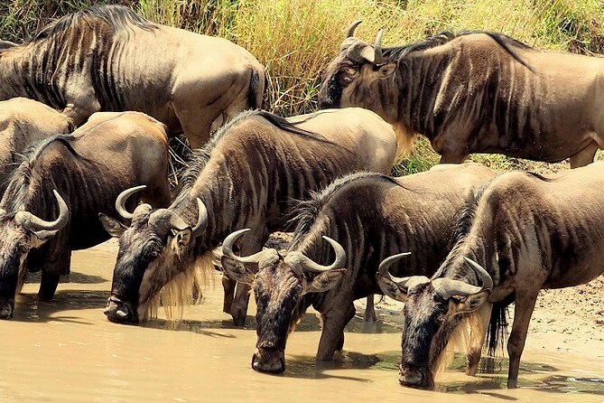 3 Days Masai Mara Camping Safari - Why this short Masai Mara safari works