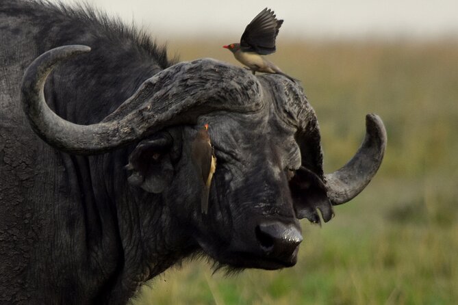 3 Days Masai Mara Camping Safari - Elephants, giraffes, and hippos after breakfast