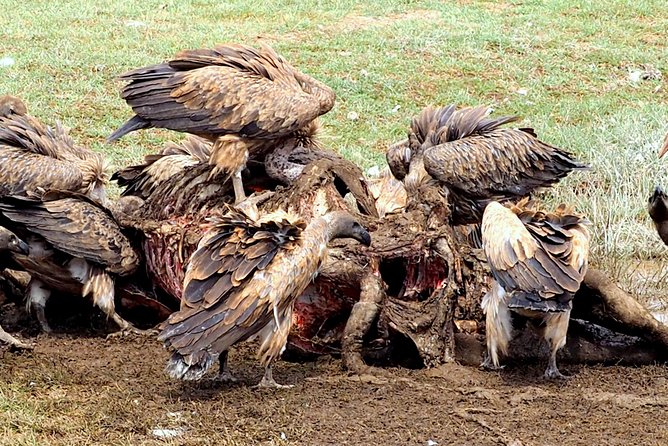 3 Days Masai Mara Camping Safari - The optional Masai village visit