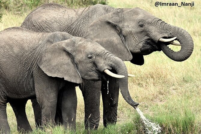 3 Days Masai Mara Camping Safari - A full afternoon drive and Mara sunset