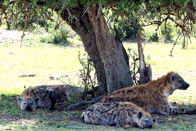 3 Days Masai Mara Camping Safari - Day three, a last look before Nairobi