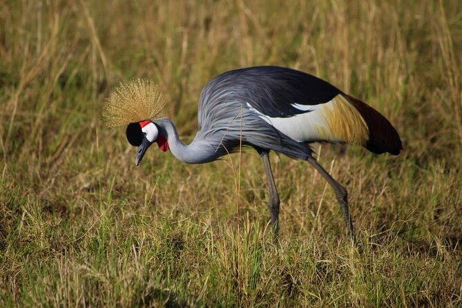 3 Days Masai Mara Flight Safari - Service, guides, and group size