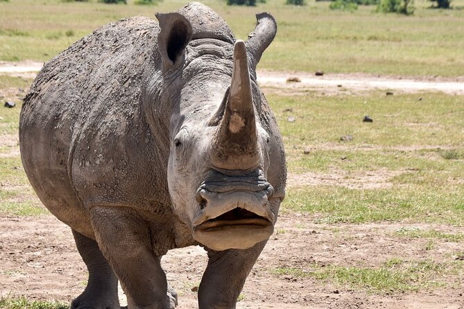 3 Days Masai Mara Luxury Safari - Reaching Masai Mara for the first game drive