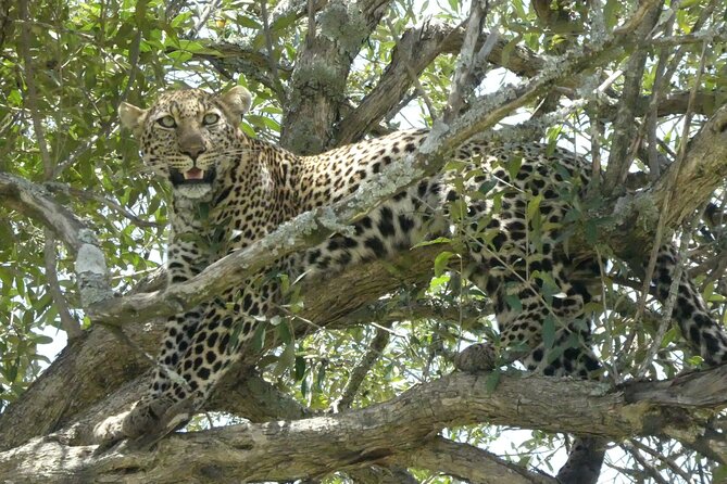 3 Days Masai Mara Luxury Safari - The full-day Mara drive and picnic lunch