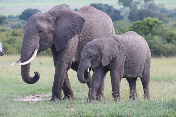 3 days masai mara safari from Nairobi - Why three days is a sensible Maasai Mara length