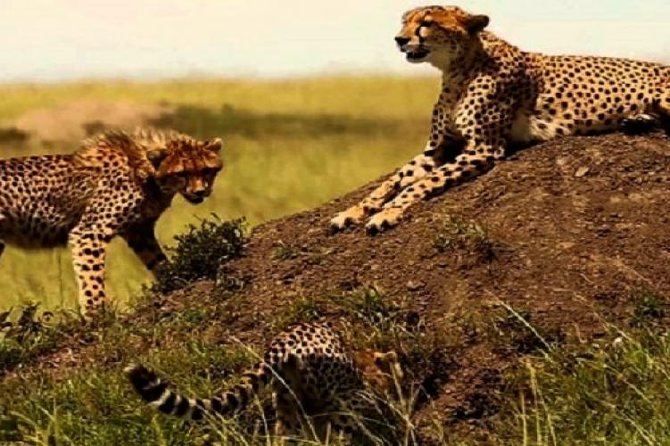 3 days masai mara safari from Nairobi - The full-day game drive is the heart of the trip