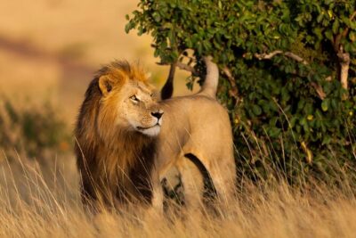 3 days masai mara safari from Nairobi