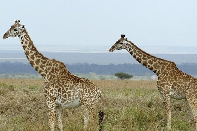 3 days masai mara safari from Nairobi - The camp is practical, not polished