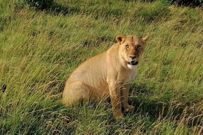 3 Days Masai Mara Safari Group Joining (Daily Departures) - Day one: from Nairobi to the Mara Triangle