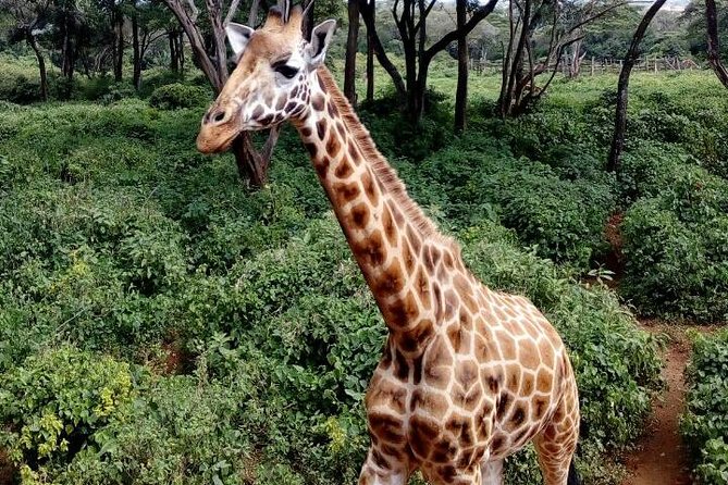 3 Days Masai Mara Safari Group Joining (Daily Departures) - Day three: sunrise wildlife and the return to Nairobi