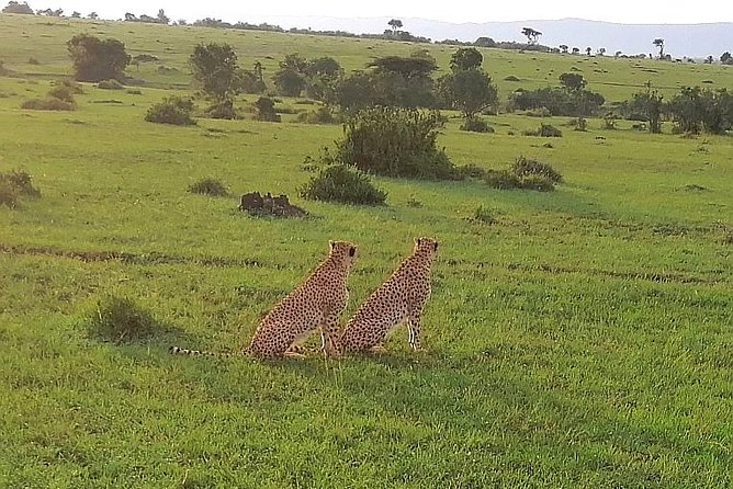 3 Days Masai Mara Safari Group Joining (Daily Departures) - Budget camp, small group, and daily comfort