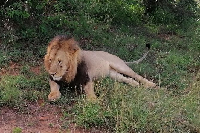 3 Days Masai Mara Safari Group Joining (Daily Departures) - Is $642.86 good value?