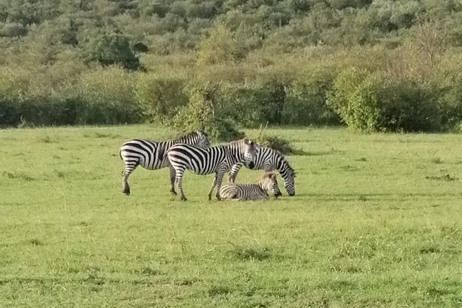 3 Days Masai Mara Safari Group Joining (Daily Departures) - Day two: the main wildlife day at the Mara River
